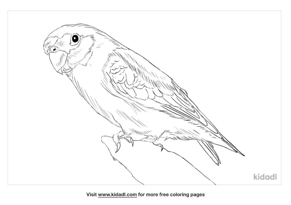 Fig Parrot Coloring Page