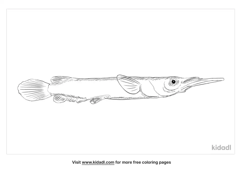 Wrestling Halfbeak Coloring Page