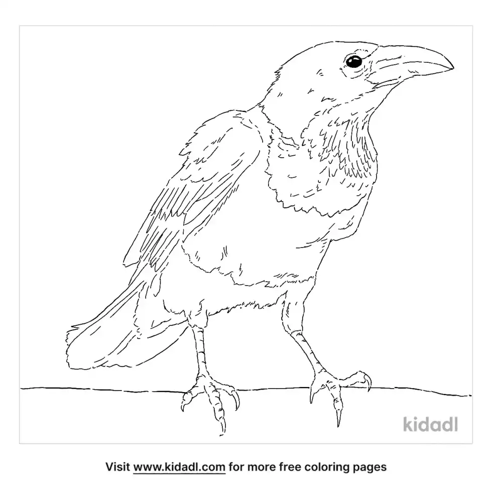 Pied Crow Coloring Page