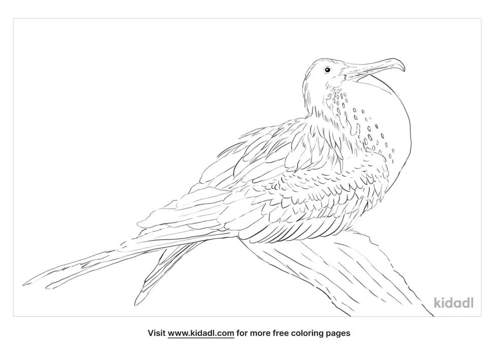 Magnificent Frigatebird Coloring Page
