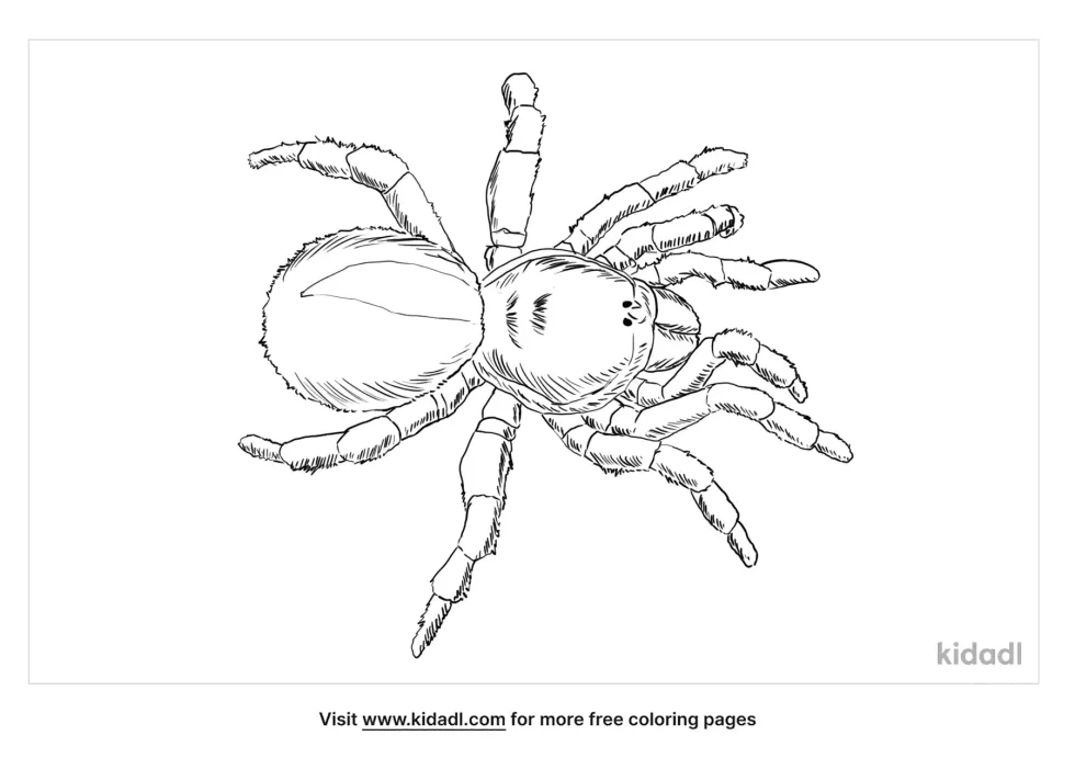 Trapdoor Spider Coloring Page