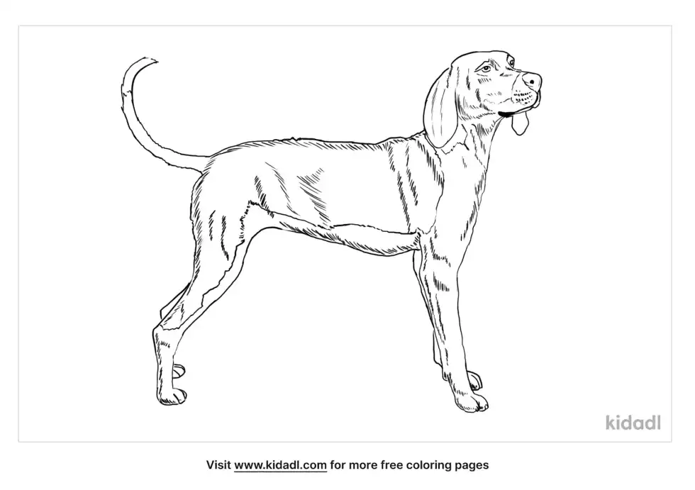 Treeing Walker Coonhound Coloring Page