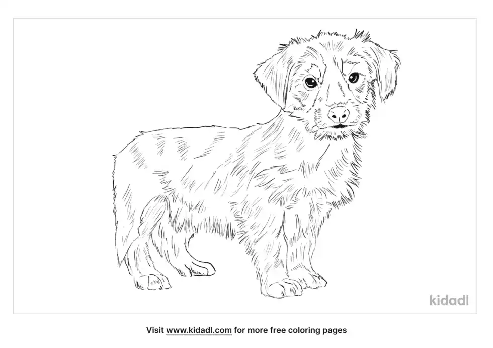 Dorkie Coloring Page