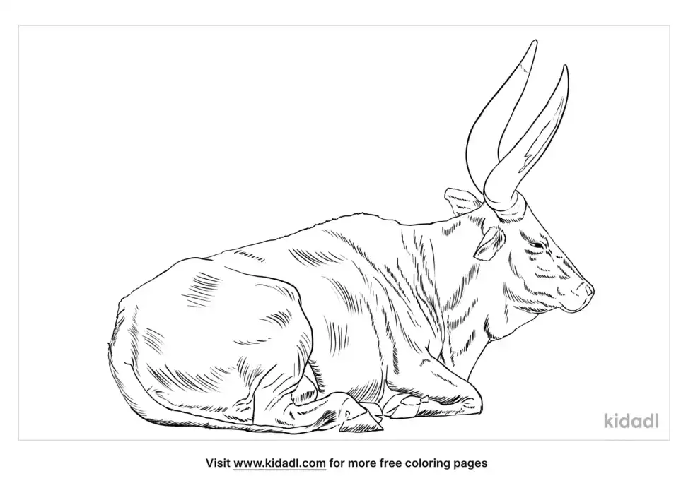 Ankole Watusi Coloring Page