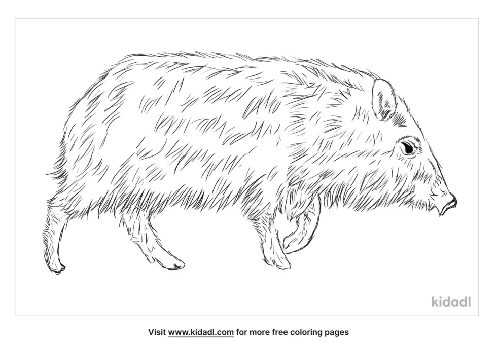 Collared Peccary Coloring Page