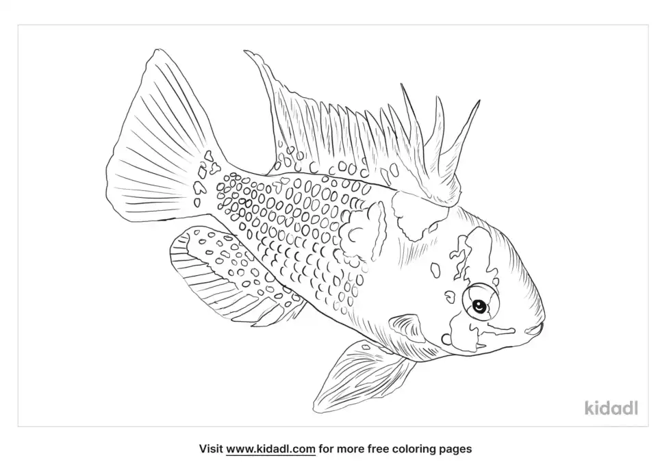 Ram Cichlid Coloring Page