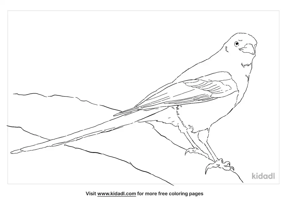Black-Billed Magpie Coloring Page