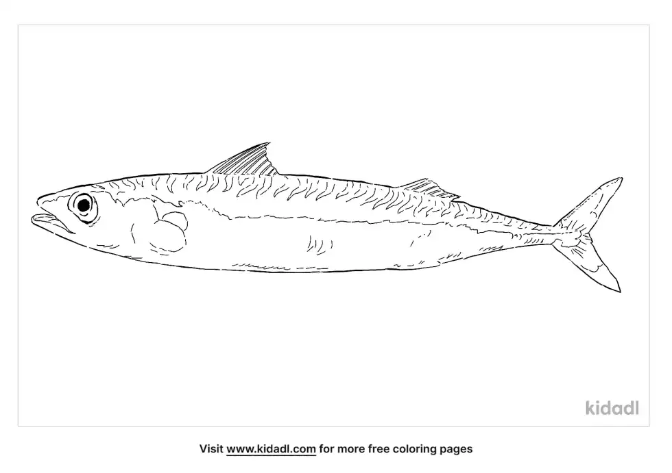 Atlantic Mackerel Coloring Page