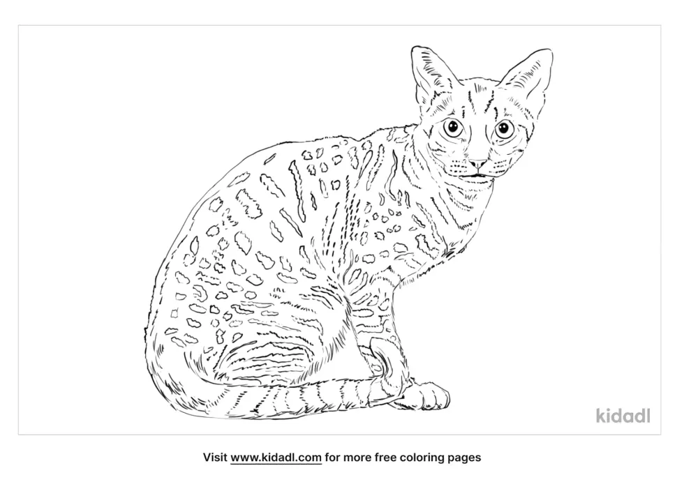 Ocicat Coloring Page