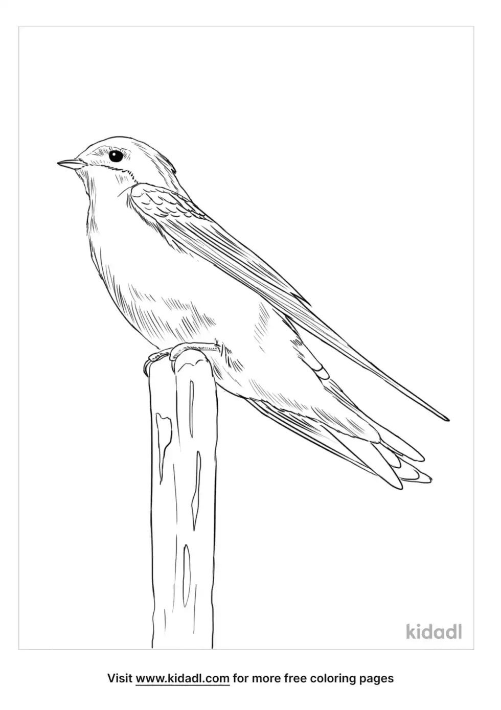 White Throated Swift Coloring Page