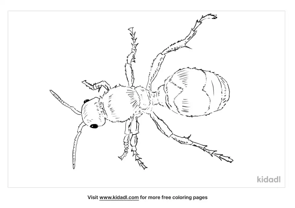 Velvet Ant Coloring Page