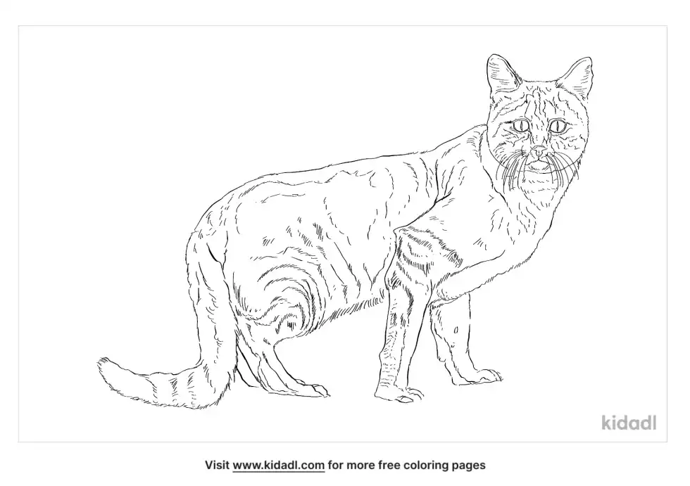 African Wildcat Coloring Page