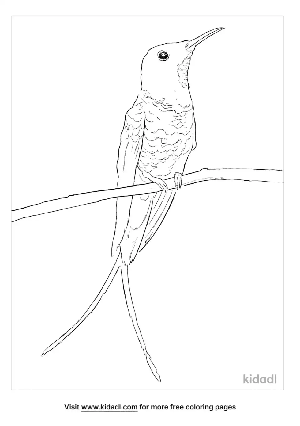 Fiery Topaz Hummingbird Coloring Page