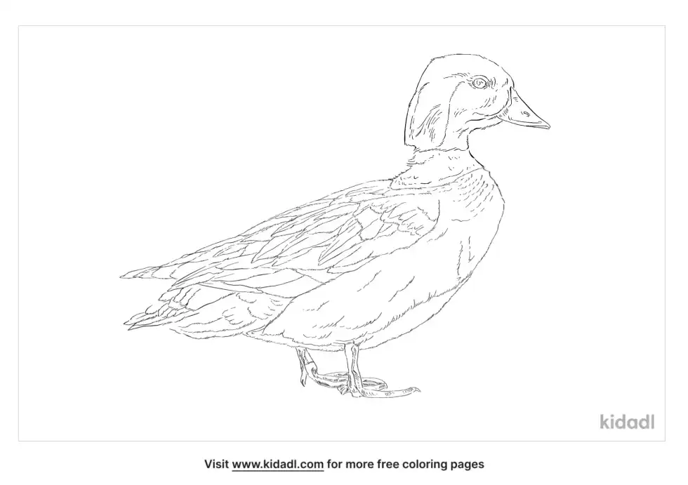 Barrows Goldeneye Coloring Page