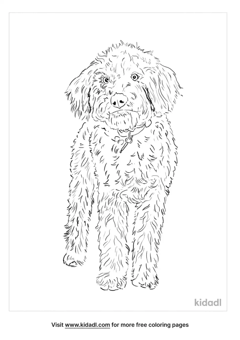 Lagotto Romagnolo Coloring Page