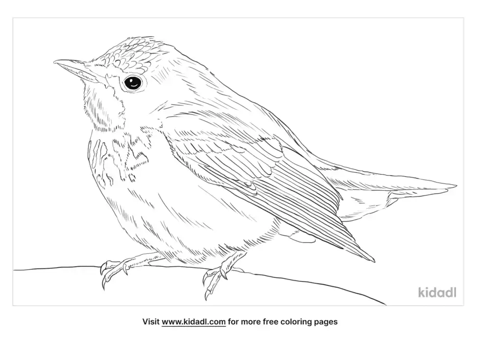 Canada Warbler Coloring Page