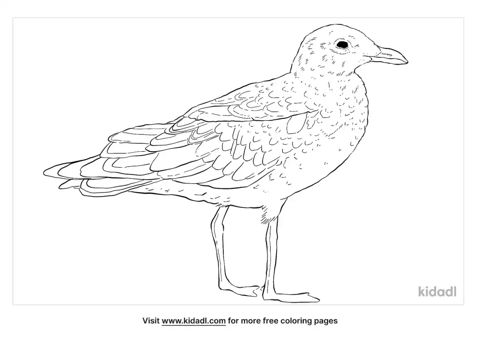 Ring-Billed Gull Coloring Page