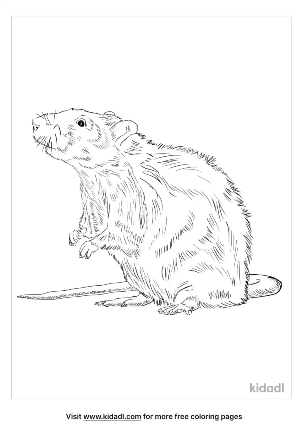 Brown Rat Coloring Page