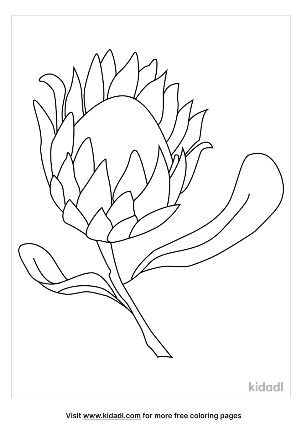 Protea Flower Coloring Page