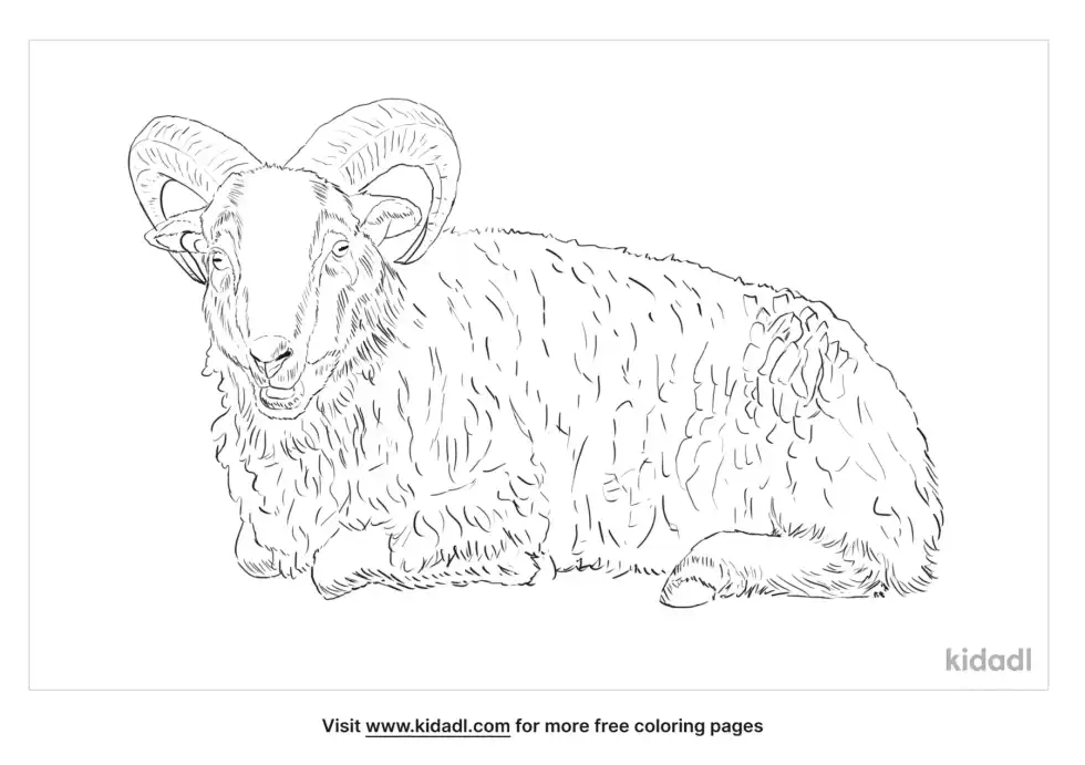 Soay Sheep Coloring Page