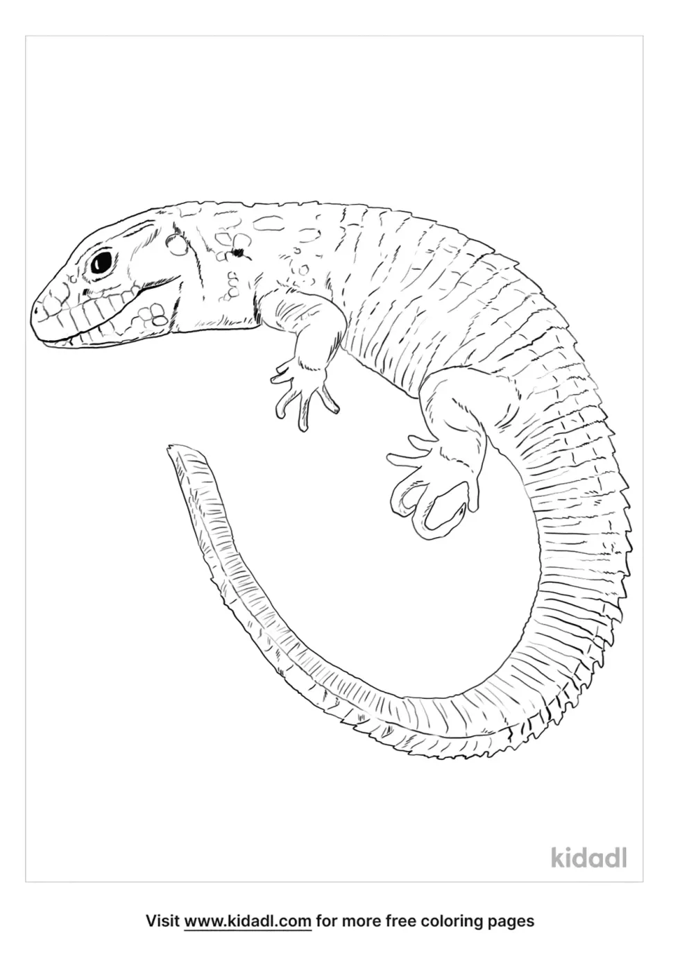 Caiman Lizard Coloring Page