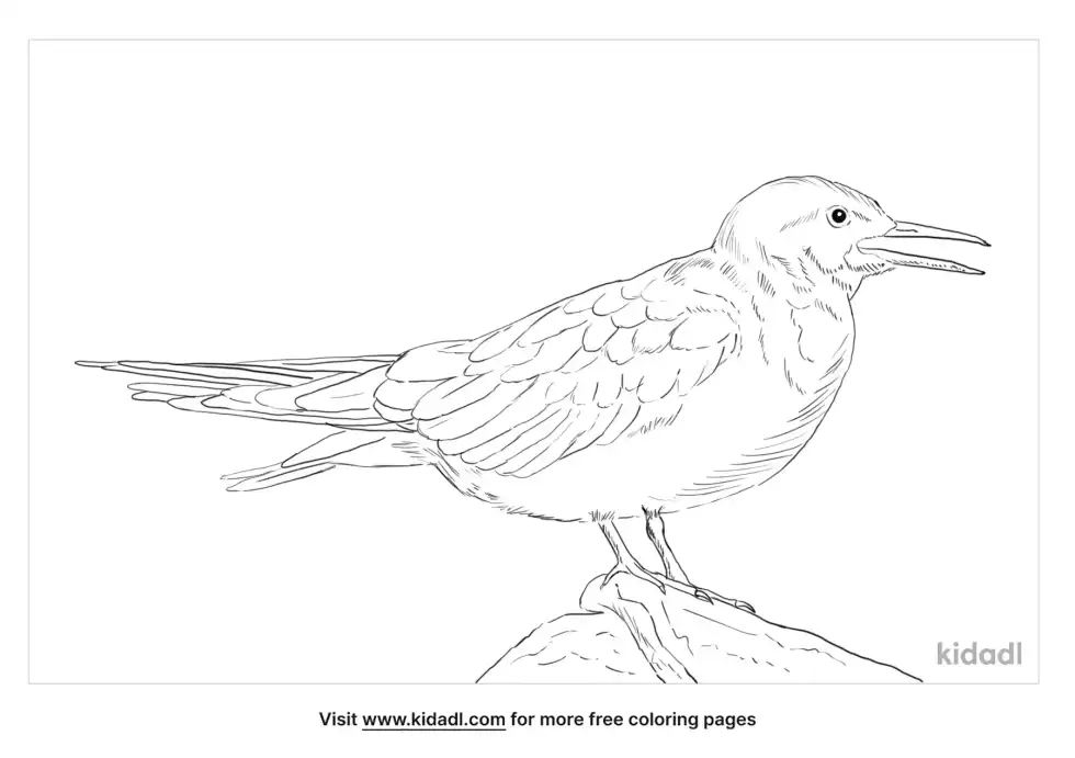 Black Tern Coloring Page