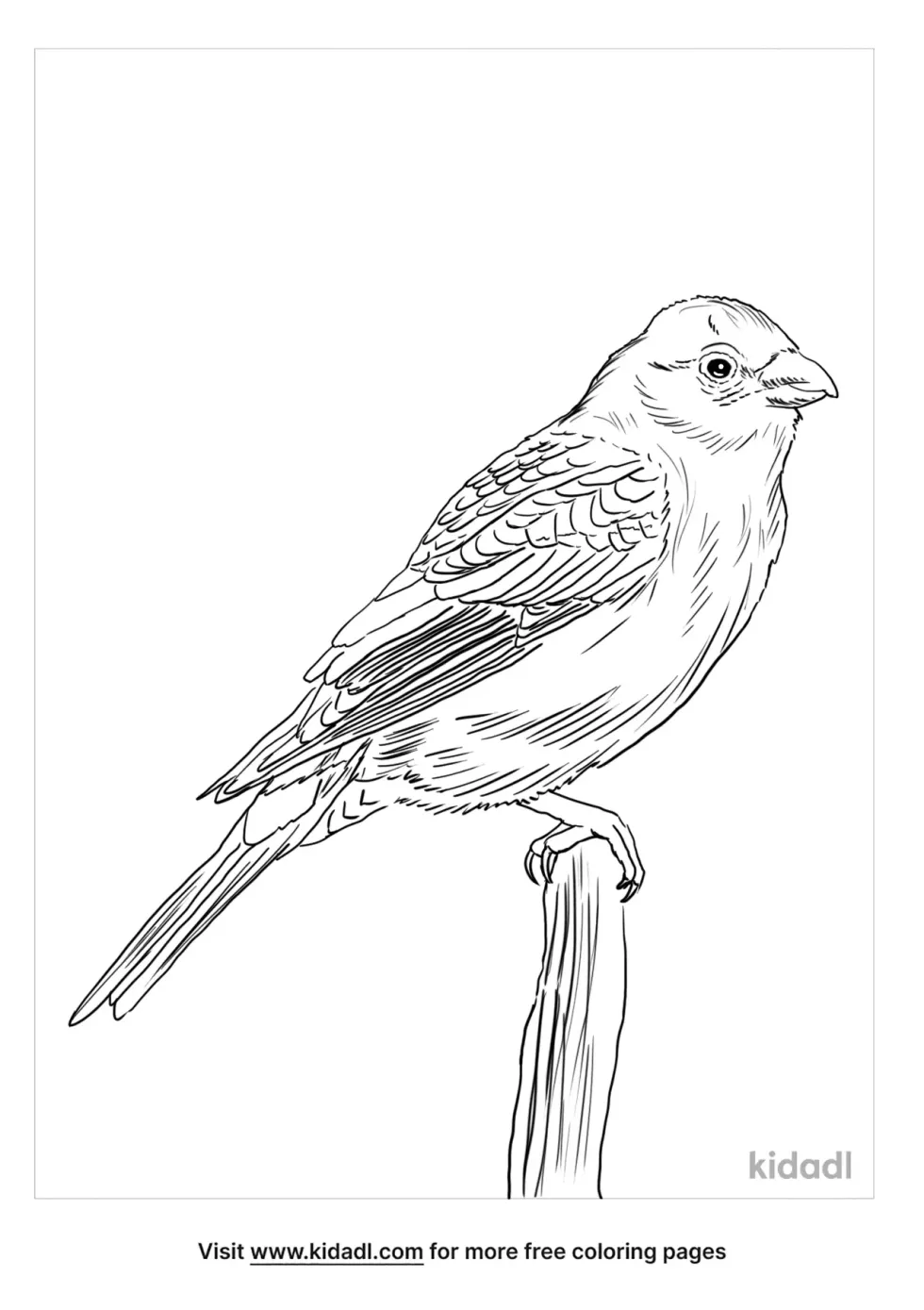 Pine Grosbeak Coloring Page | Kidadl