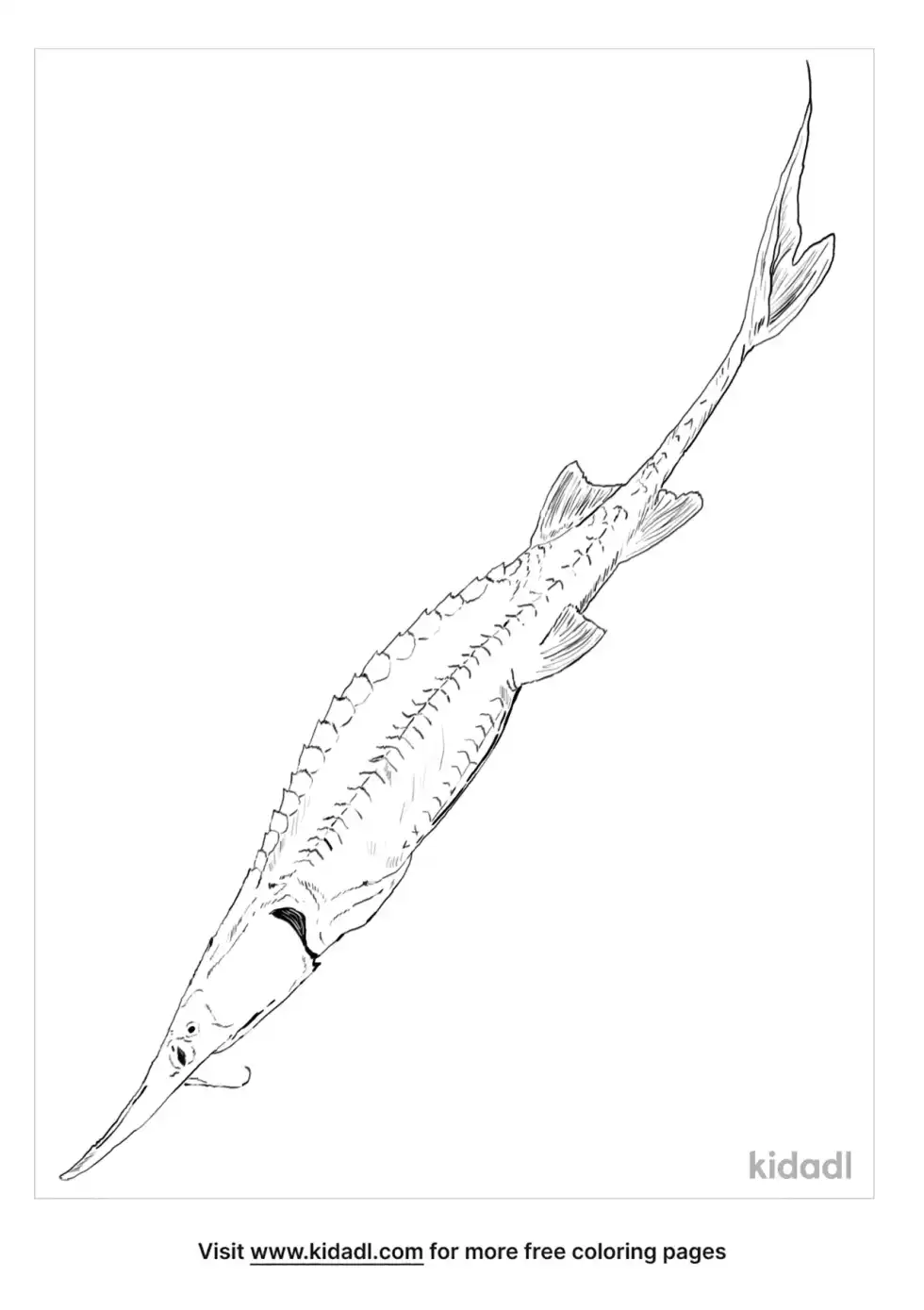 Pallid Sturgeon Coloring Page