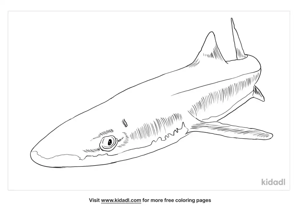 Dogfish Shark Coloring Page