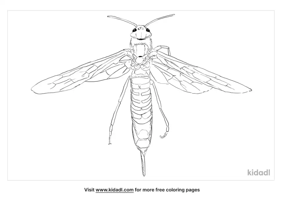 Horntail Wasp Coloring Page