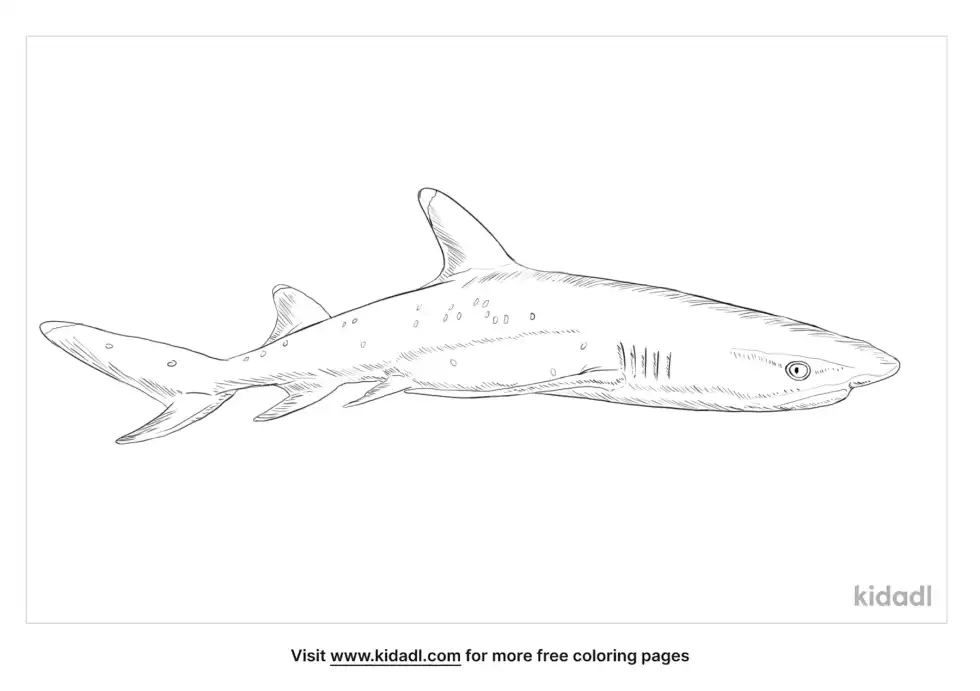 Whitetip Reef Shark Coloring Page