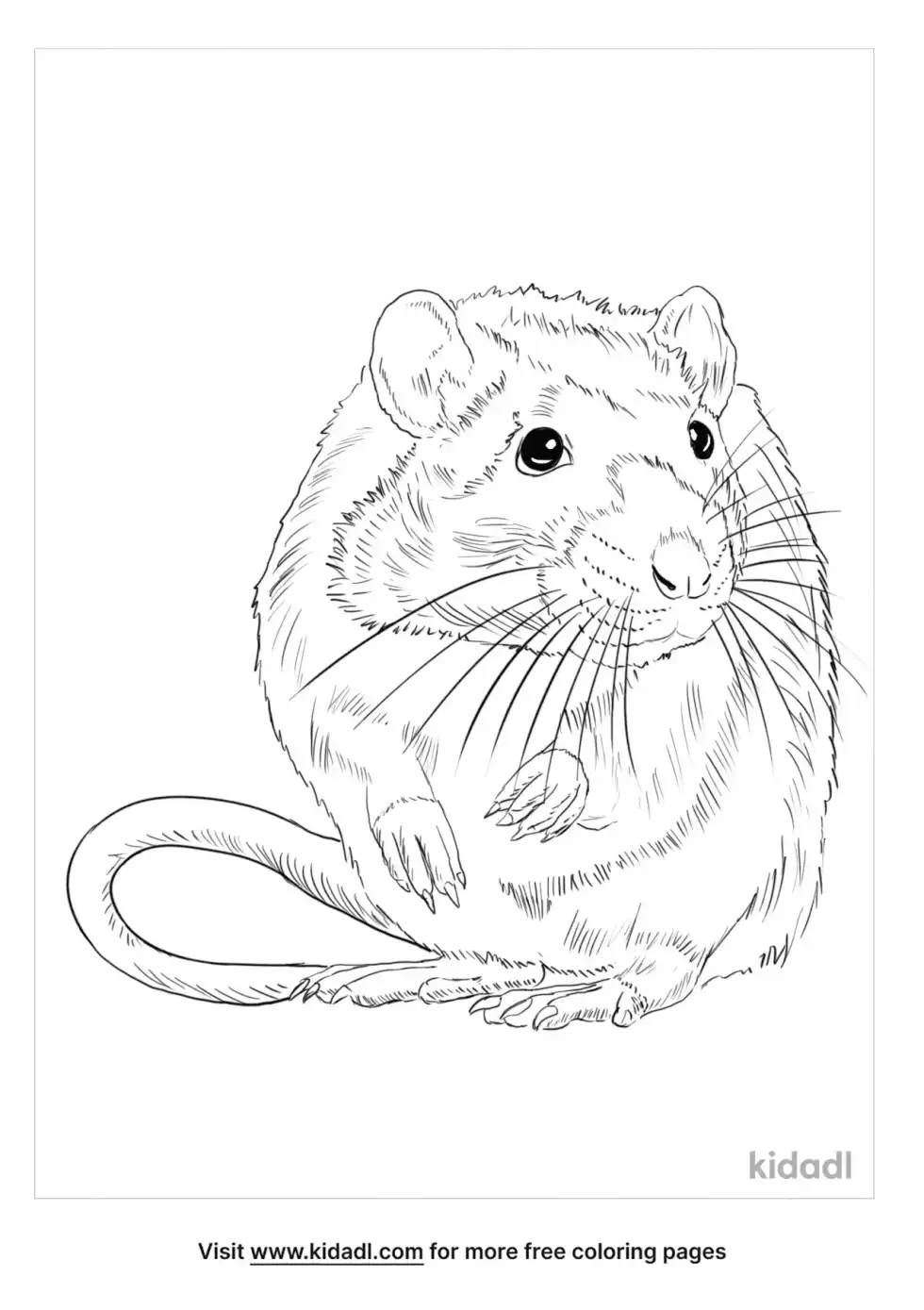 Roof Rat Coloring Page
