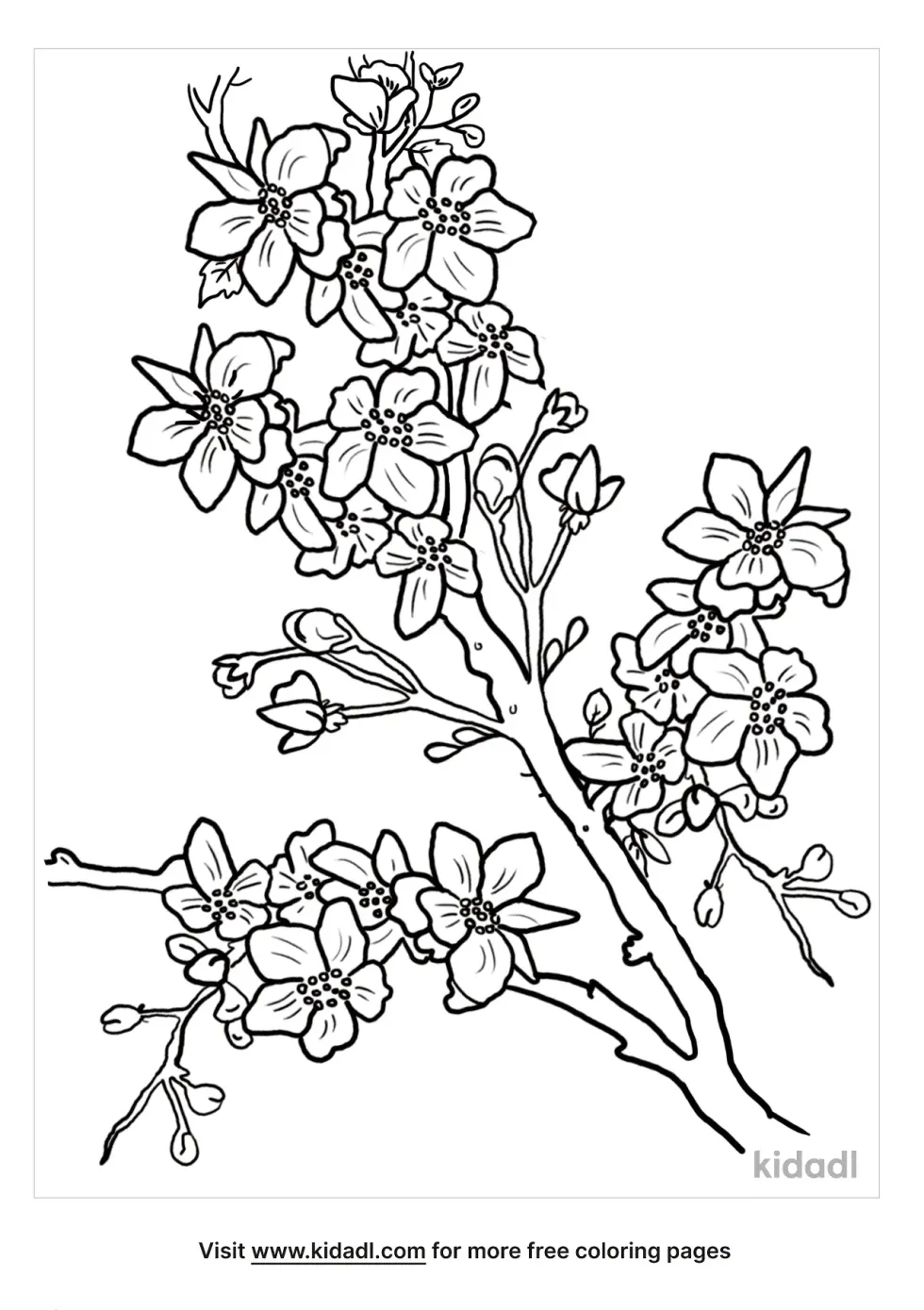 Apple Blossom Coloring Page