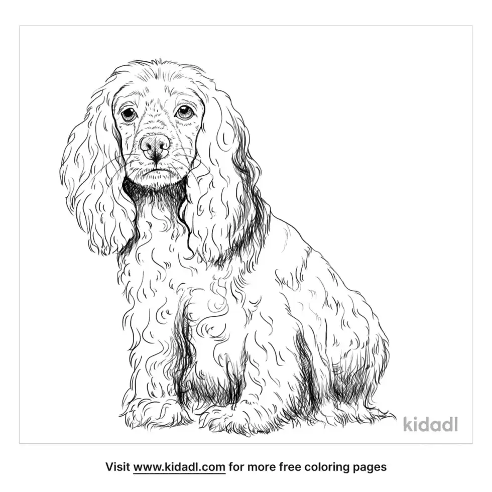 Cockalier Coloring Page