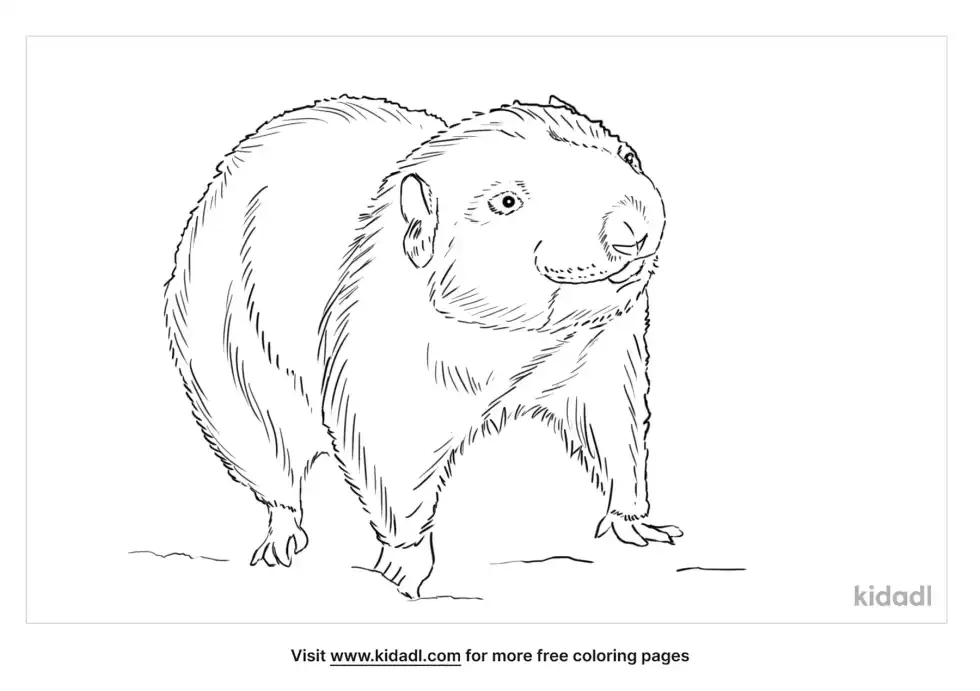 Mountain Beaver Coloring Page