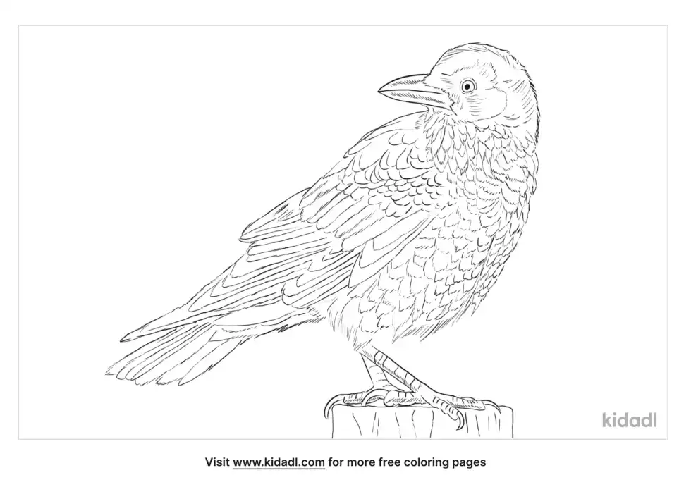 Little Crow Coloring Page