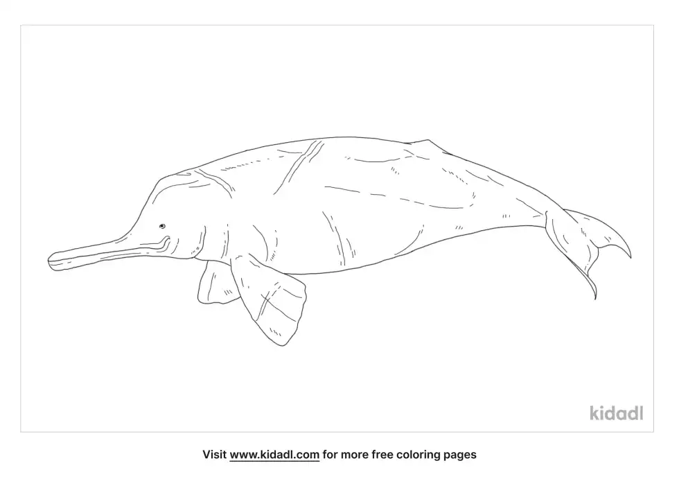 Ganges River Dolphin Coloring Page