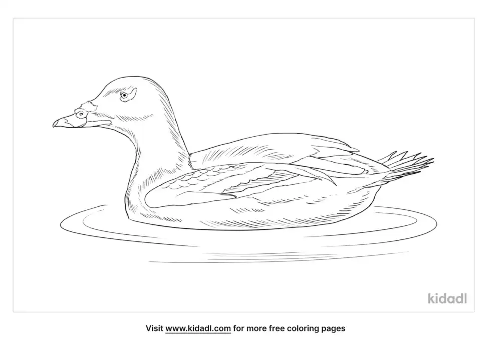 White Winged Scoter Coloring Page