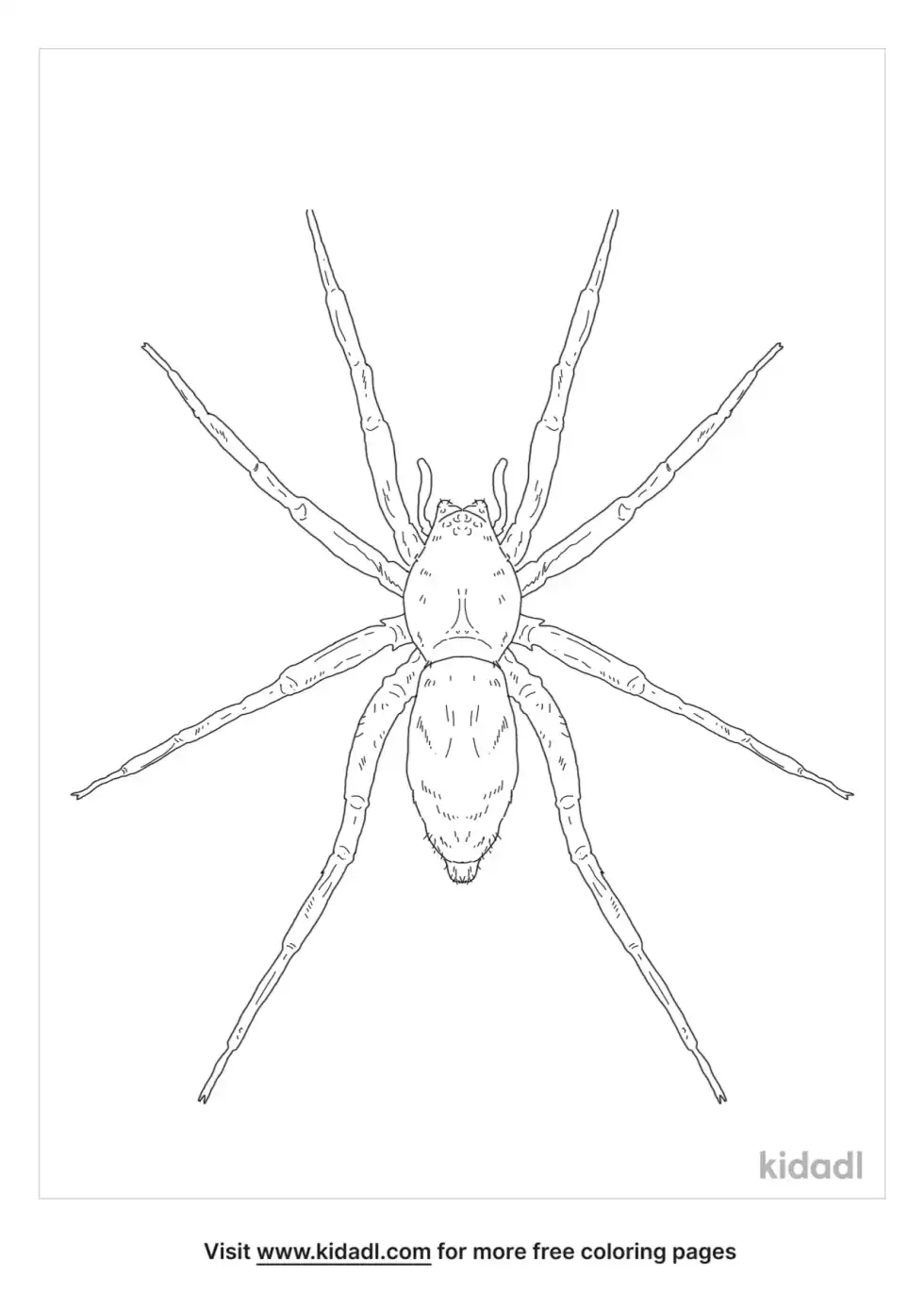 Ground Spider Coloring Page