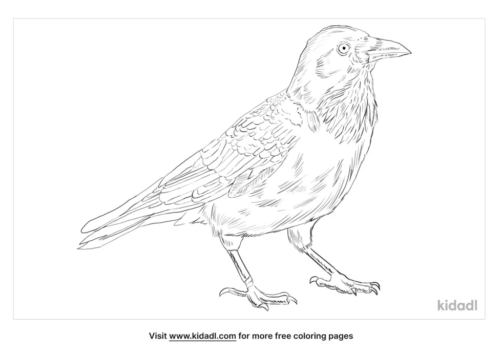 Australian Raven Coloring Page