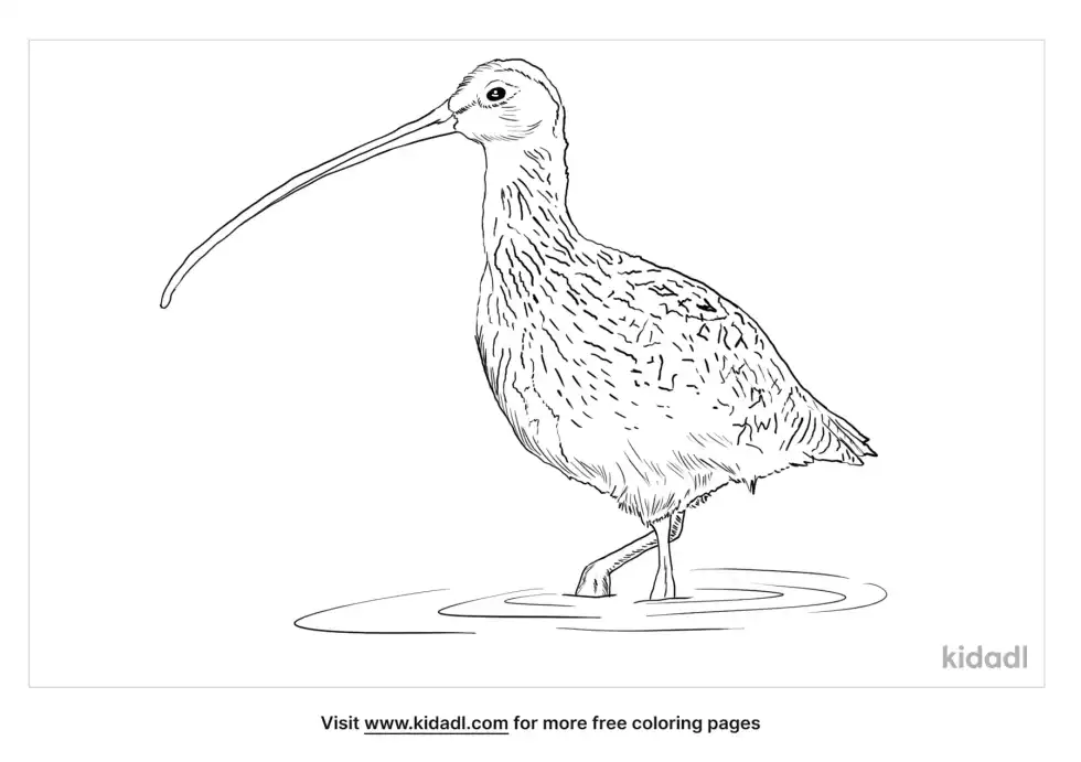 Curlew Coloring Page