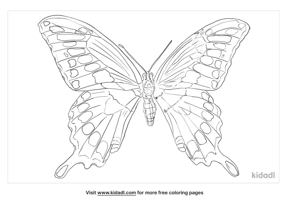 Giant Swallowtail Butterfly Coloring Page