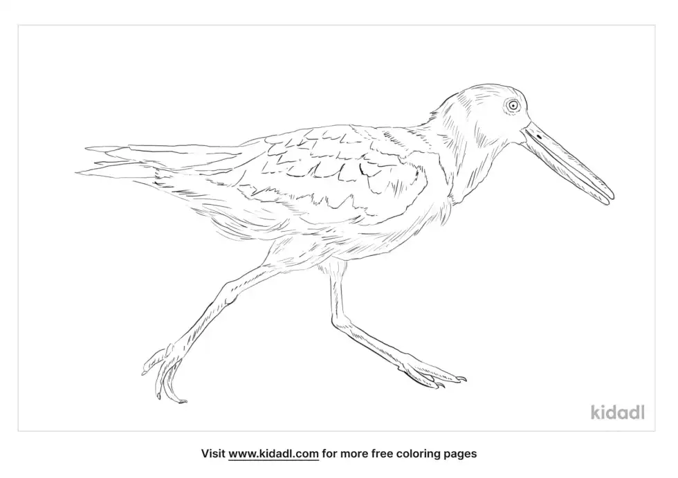 American Oystercatcher Coloring Page