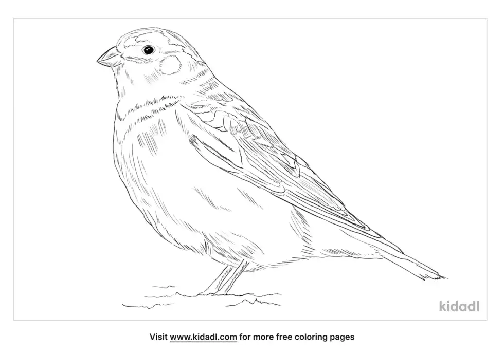 Snow Bunting Coloring Page