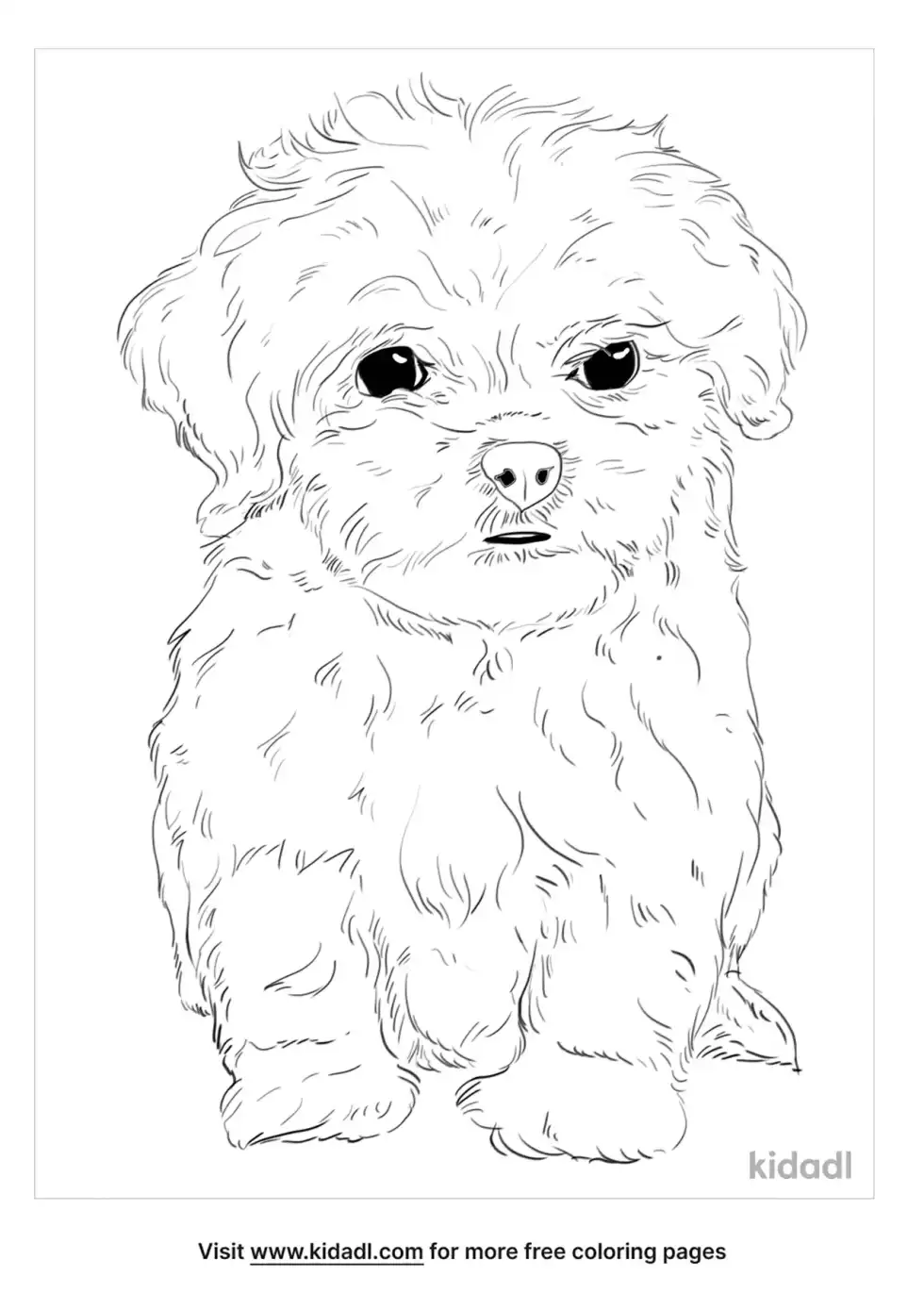Peekapoo Coloring Page