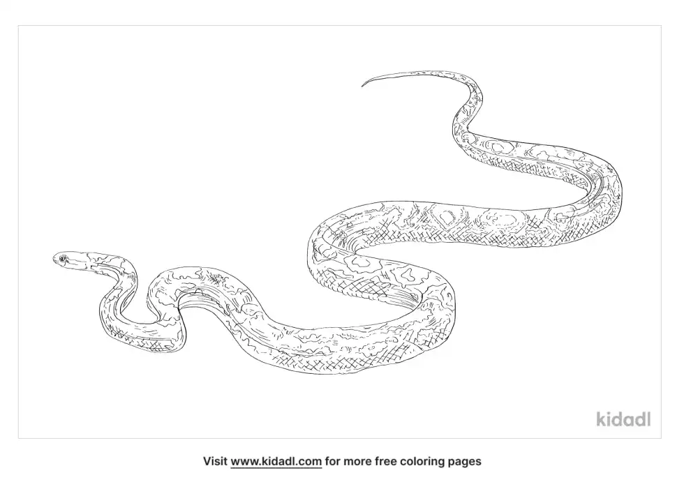 Yellow Rat Snake Coloring Page