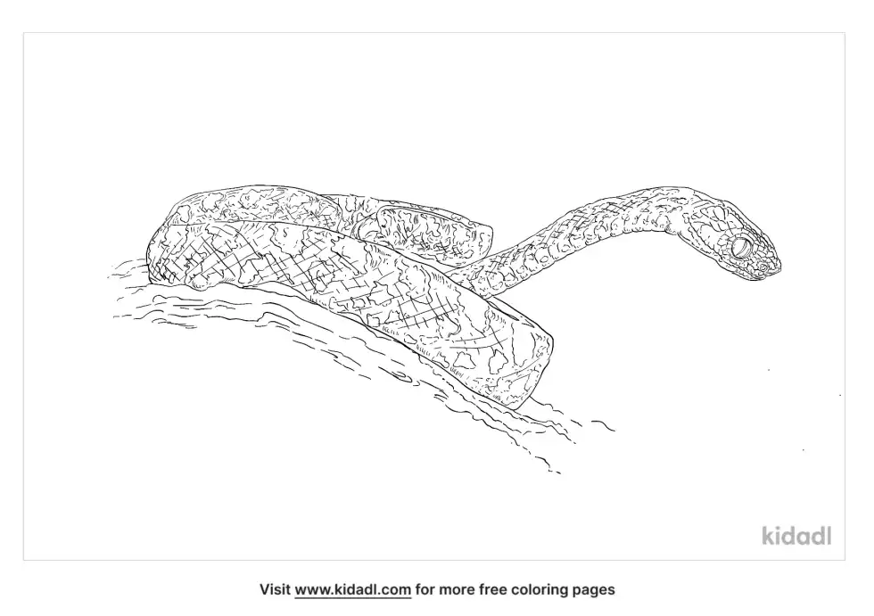 Cat Snake Coloring Page