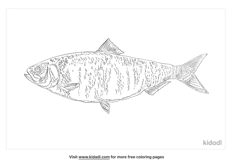 American Shad Coloring Page