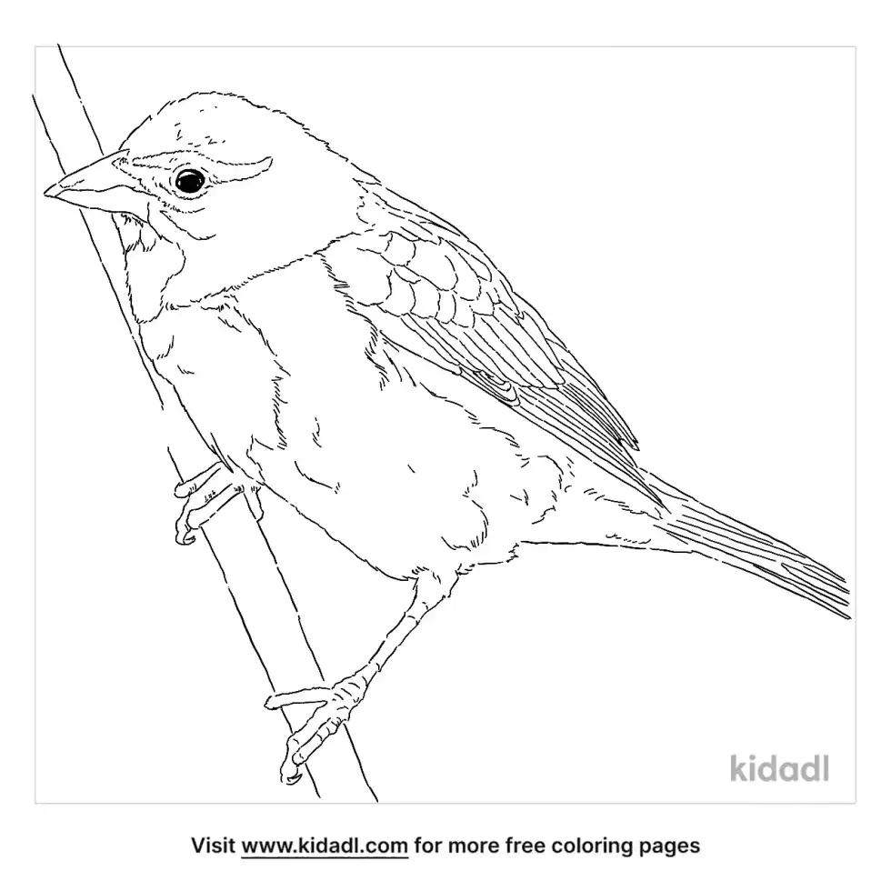 Dickcissel Coloring Page