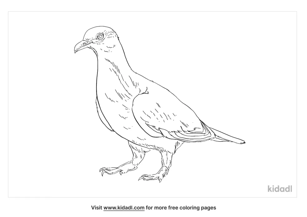 Pink Necked Green Pigeon Coloring Page